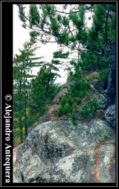 Rock and Pines 2